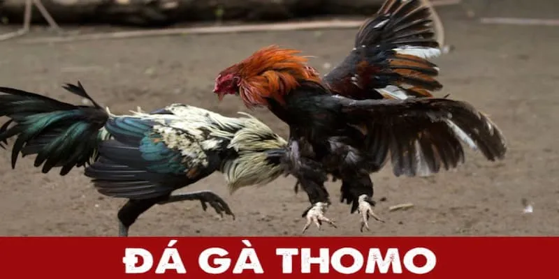 Đá Gà Thomo - Loại Hình Cá Cược Chọi Kê Hot Nhất 2024