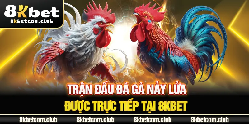 Trận đấu đá gà nảy lửa được trực tiếp tại 8Kbet